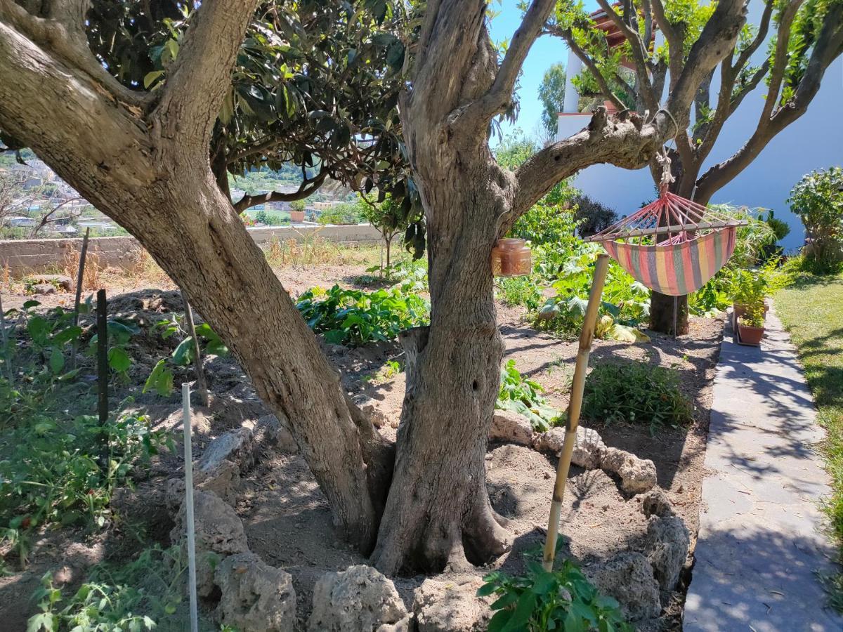 Il Giardino Lägenhet Barano dʼIschia Exteriör bild